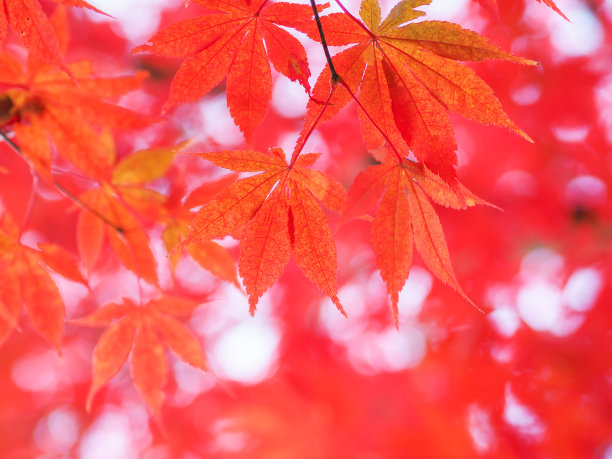 秋天的日本枫叶图片下载