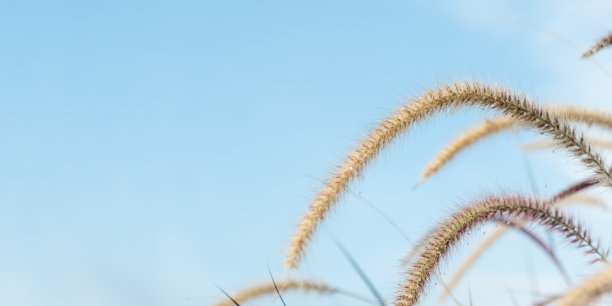 花草群落与蓝天学名狼尾草图片下载