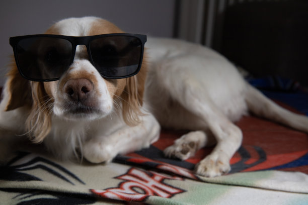 戴着太阳镜的可爱的科科尼狗图片下载