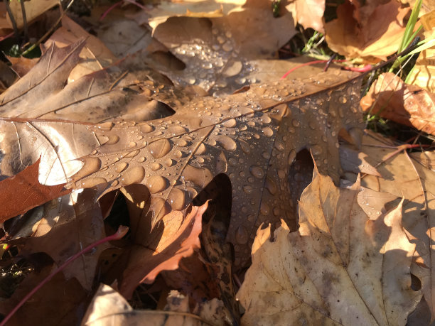 落叶上的晨露图片下载