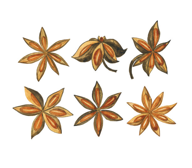 一套八角星香料分离在白色的背景。水彩手绘插图。收集种子烹饪，菜单设计。图片下载