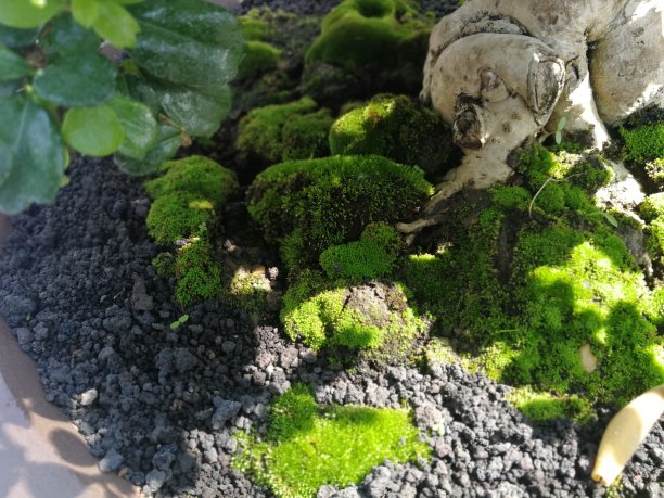 生长在泥土地上的绿色苔藓图片下载