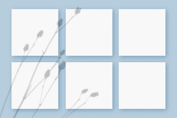 自然光将植物的阴影投射在蓝色纹理背景上的6张方形白纸上。模型图片下载