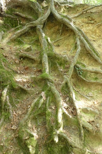 森林根图片下载