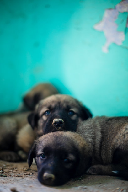 三只小狗并排躺着。图片下载