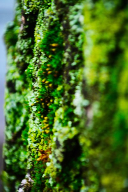 树上长着绿色的苔藓图片下载