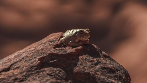 在美国犹他州锡安国家公园的沙漠中，一只青蛙在岩石上休息图片下载