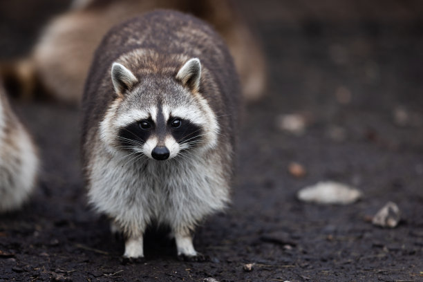 一只浣熊正在森林里休息图片下载