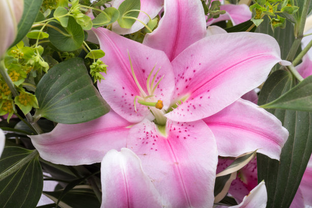 粉红百合的特写图片下载