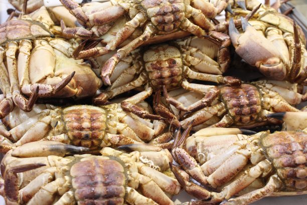 新鲜的螃蟹图片下载