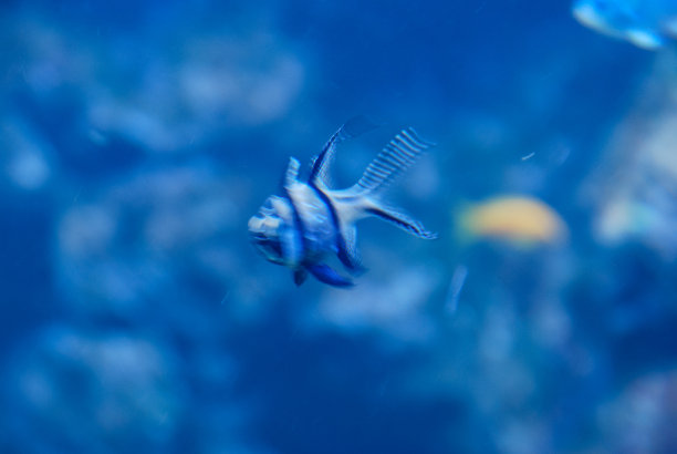 鱼缸里的鱼，数码照片图片为背景图片下载