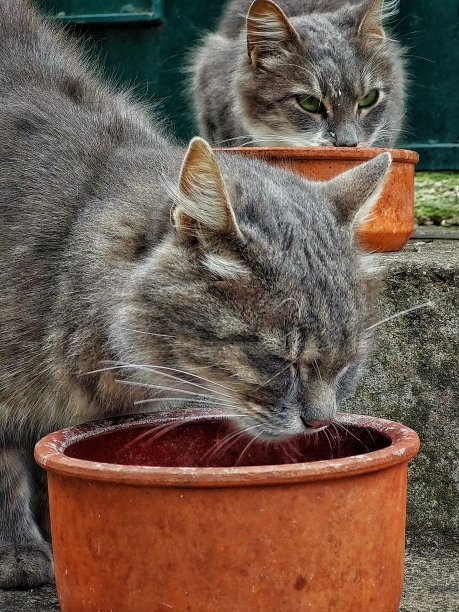 两只灰猫在喝牛奶01图片下载