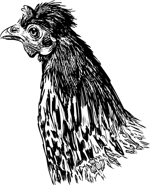 肖像农场母鸡的轮廓手绘图片下载