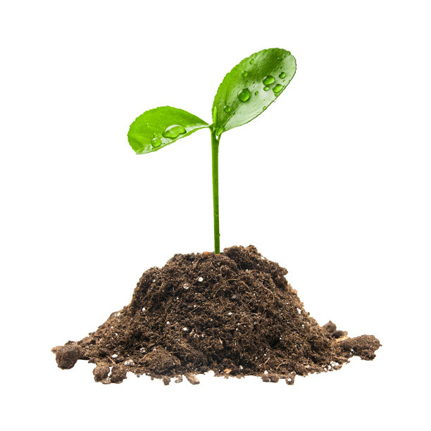 生态学的概念。从一撮泥土中发芽的嫩绿，象征着为新生命而奋斗。孤立在白色背景上。图片下载