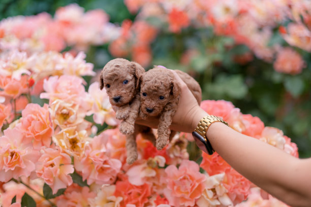 两只红色的玩具狮子狗在女人的手里图片下载