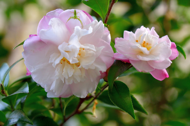 山茶花(重瓣)图片下载