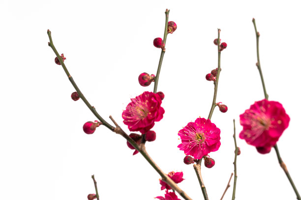 红色梅花白色背景照片。图片下载