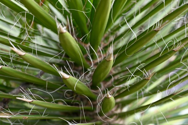 美丽的绿色有机抽象的自然照片图片下载