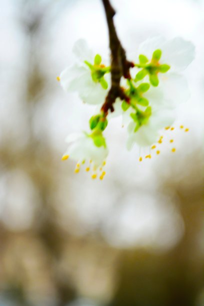 苹果花图片下载