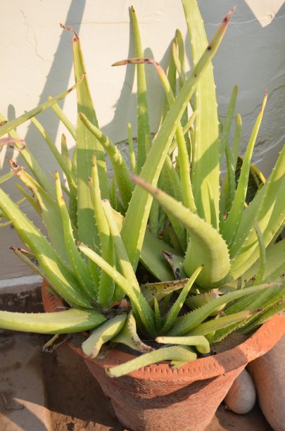 芦荟是芦荟属的一种多肉植物。它是一种多年生常绿植物。它被用于农业和医药用途。它也用于装饰目的。图片下载