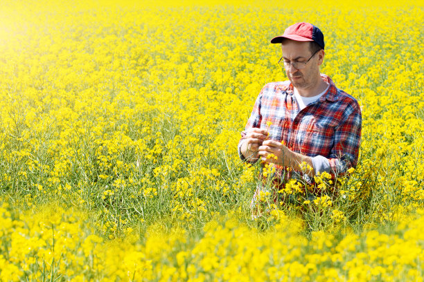 中年白人男性农场工人在阳光明媚的夏日检查油菜茎秆图片下载