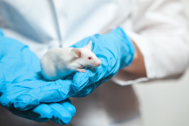 一只戴着蓝色橡胶手套的科学家手里拿着一只红眼睛的小白鼠。图片下载