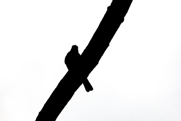 鸟儿在树枝上剪影图片下载