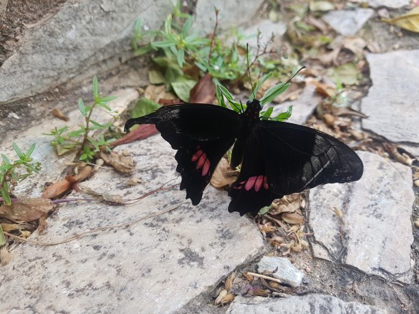 石子街上的黑蝴蝶图片下载