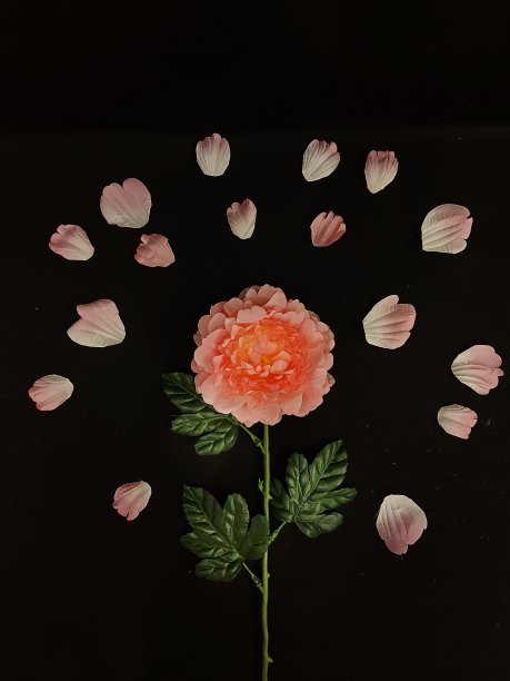 牡丹，它的花瓣和黑色。图片下载