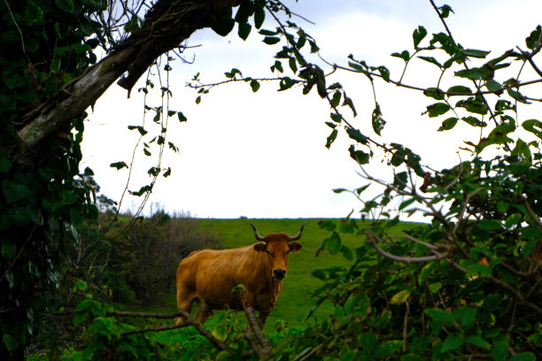 牛在现场图片下载