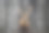 雄伟而有力的成年马鹿在秋天的桦树林中图片下载