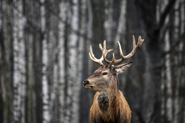 雄伟而有力的成年马鹿在秋天的桦树林中图片下载
