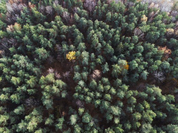 森林图片下载