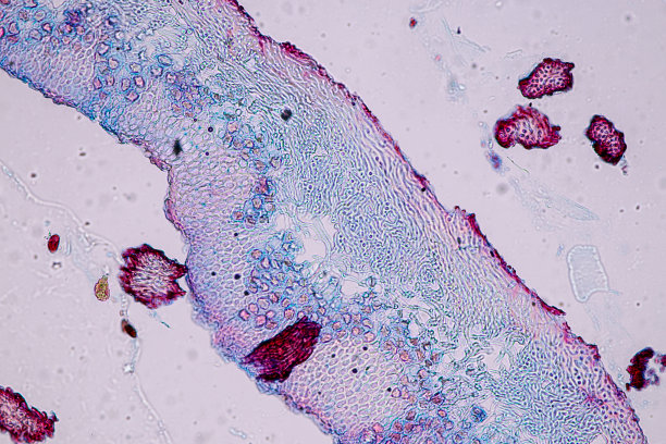 苔藓、菌丝和共生藻类显微镜下的特征。图片下载