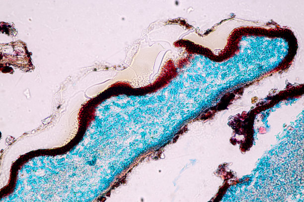 苔藓、菌丝和共生藻类显微镜下的特征。图片下载
