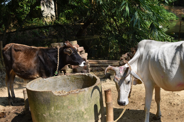 印度牛吃草时，用绳子带着潮水，避免长途移动图片下载
