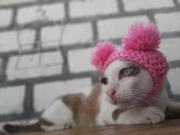 猫的耳朵在哪里图片下载