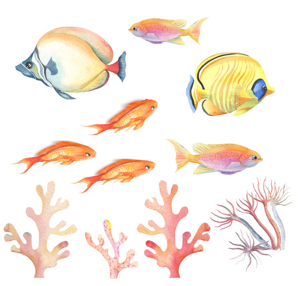 套彩色热带鱼在白色的背景图片下载
