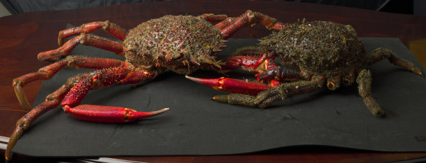 加利西亚的螃蟹。图片下载