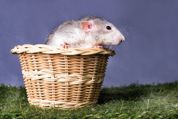 篮子里的可爱小老鼠。图片下载