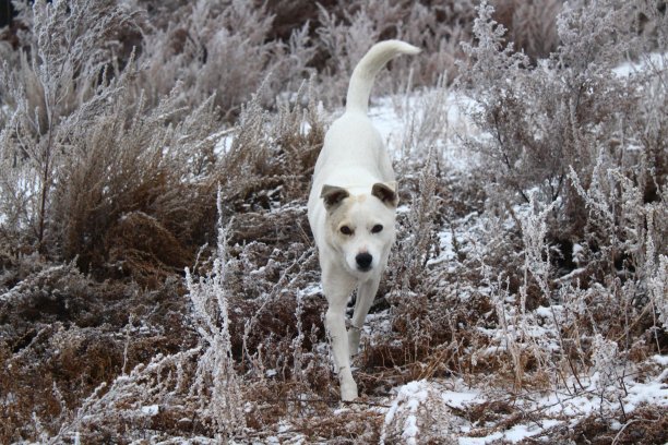 白色短毛狗在冬天的雪图片下载
