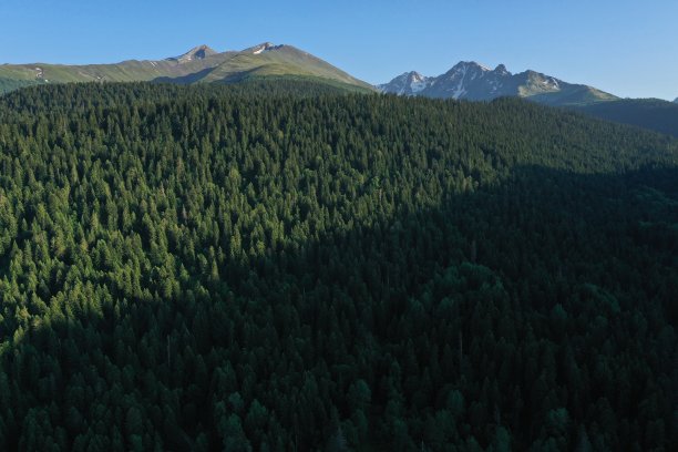 鸟瞰图云杉森林的山坡和山脉与雪峰在阿克孜，北高加索，卡拉恰-切尔克西亚，俄罗斯。自然景观，蓝天，森林，针叶树顶图片下载
