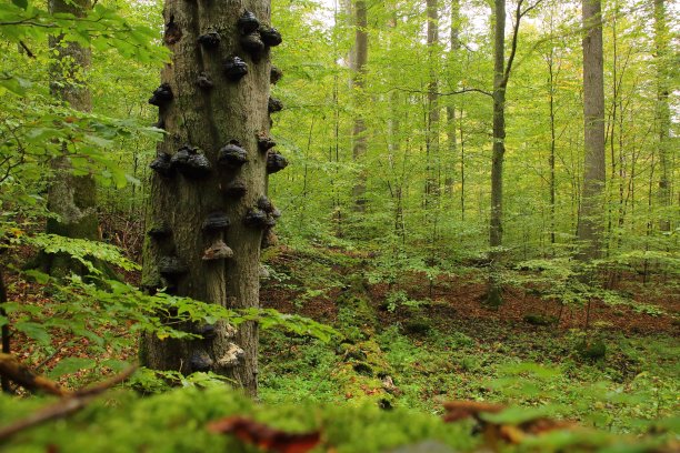 原始森林中带真菌的老冷杉树干(Boubín，捷克)图片下载