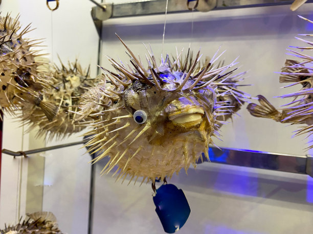 这是一条死河豚的头和脸，背景是白色的图片下载