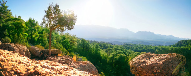 美丽的自然景观，山顶的针叶树映衬着森林和蓝天。图片下载