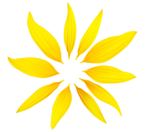 不同的向日葵花瓣孤立在白色的背景，俯视图。图片下载