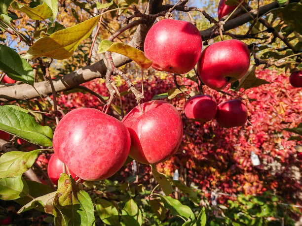 树枝上成熟的红苹果图片下载