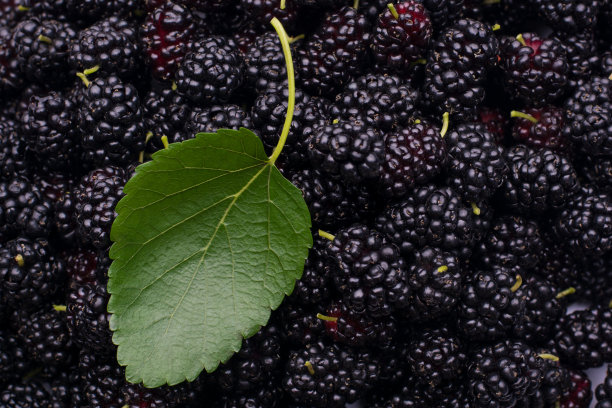 桑椹果实图片下载