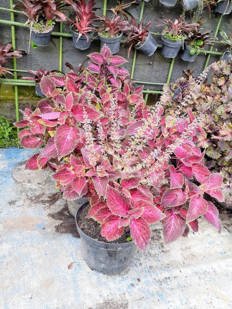 盆栽植物图片下载