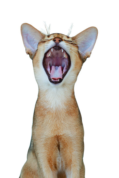 一只阿比西尼亚猫的肖像在白色的背景上，孤立图片下载